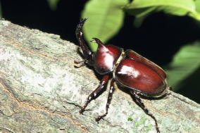 �J�u�g���V�̏W�͎q���Ȃ炫���Ɗy�����͂�