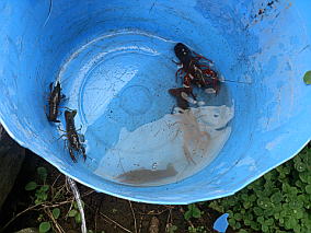 ��R�ނ����烊���[�X���Ă����܂��傤