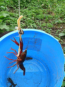 �傫���̂��ނ�܂���