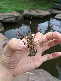 �U���K�j�ɋ��܂�Ȃ��悤�ɒ���