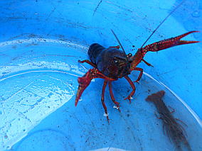 �啨�U���K�j�͔��͂�����܂�