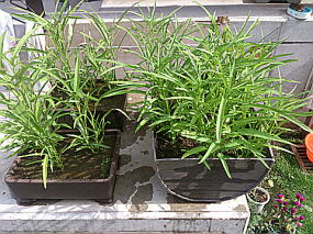 ��c�؂��H�ׂ���